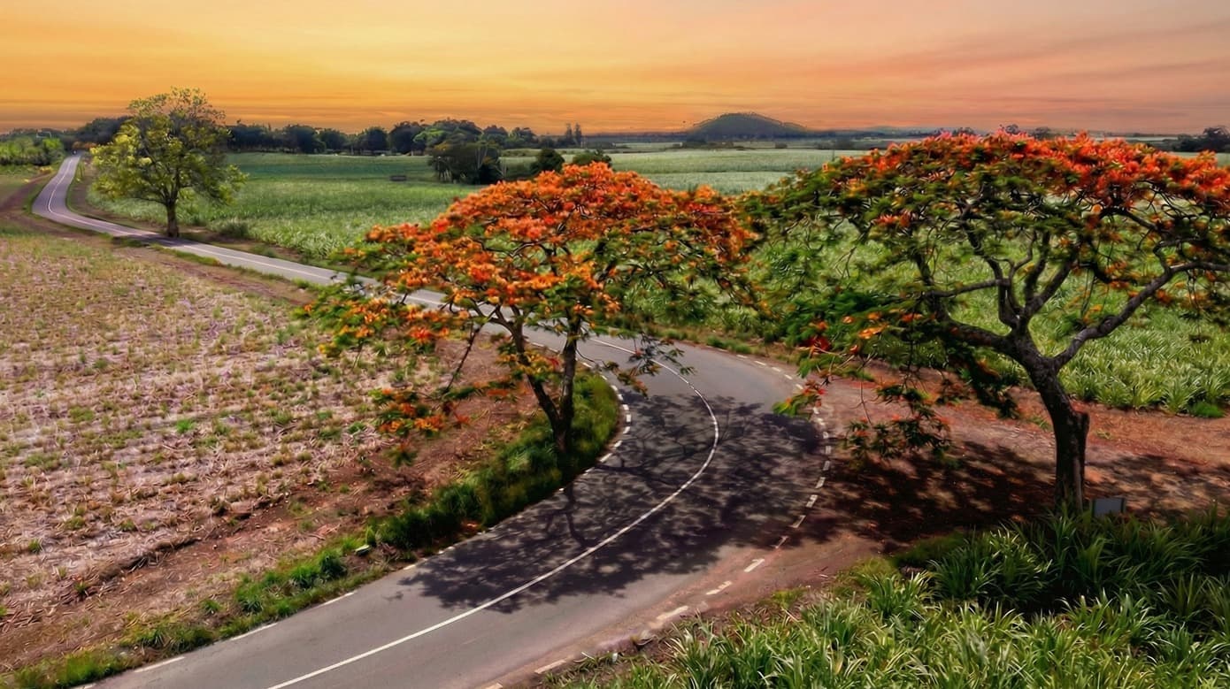 Country road in Mauritius lined with flowering flamboyant trees, illustrating the peaceful lifestyle sought by expatriates